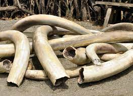 Ivory poacher arrested