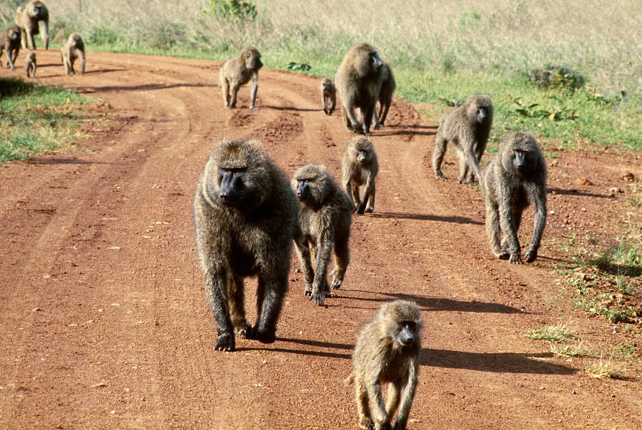 Sangoma send troop of baboons to collect debt