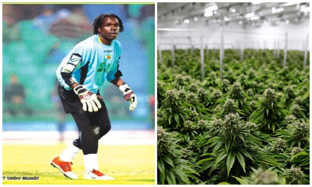 Former Warriors Goalkeeper Gift Muzadzi in Hot Water for Farming Cannabis