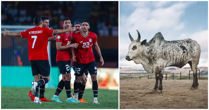 Egypt Eliminated from AFCON Despite Performing Sacrificial Ritual