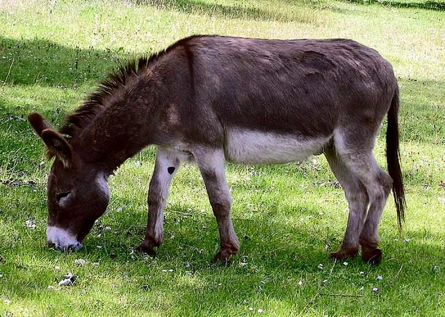Bulawayo Residents Warned of Possible Donkey Meat Being Sold as Beef