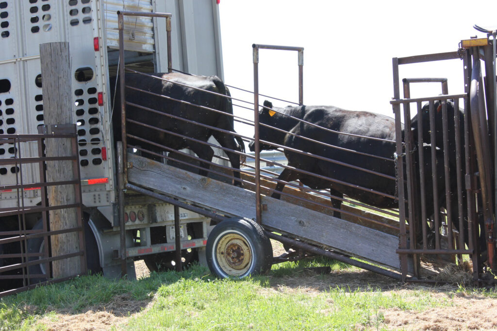 Two Arrested For Transporting 19 Cattle Towards Bulawayo Image @UNL BEEF