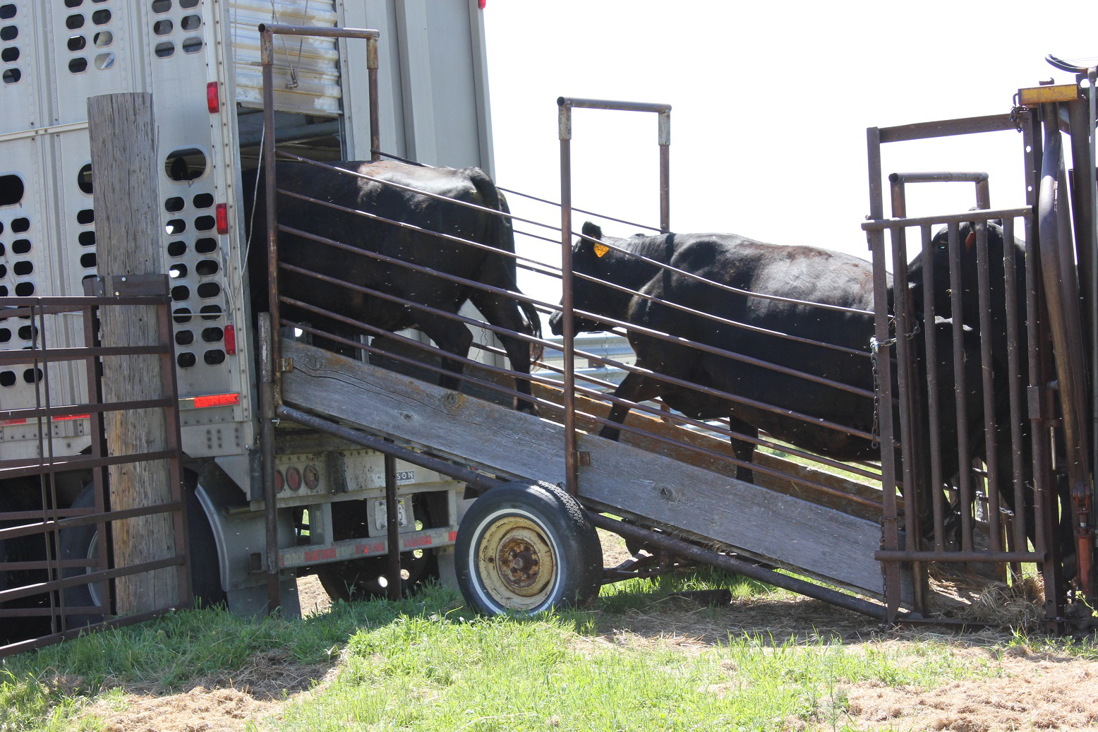 Two Arrested For Transporting 19 Cattle Towards Bulawayo Image @UNL BEEF