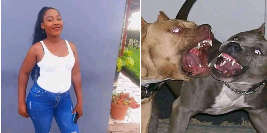 Woman Attacked to Death by Four Pit Bulls in Namibia
