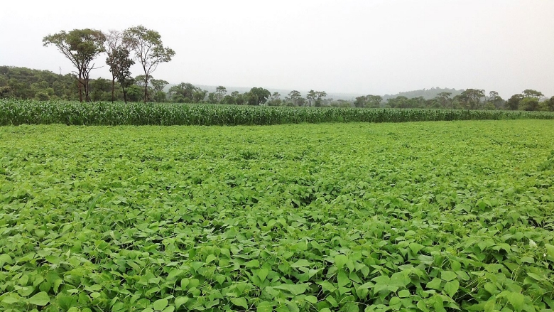 Zimbabwe and China Harvesting Hope China's Technical Assistance Transforms Zimbab we's Agricultural Sector photo credit World bank