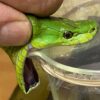 South African Snake Handler Graham “Dingo” Dinkelman Dies at 44 After Green Mamba Bite