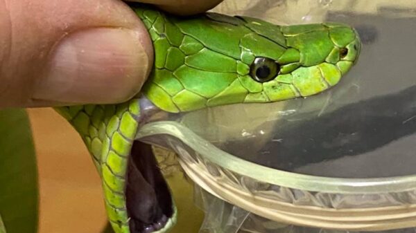 South African Snake Handler Graham “Dingo” Dinkelman Dies at 44 After Green Mamba Bite