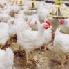 Zimbabwe Poultry Industry Stays Resilient, Meets National Chick Demand Amid El Nino Drought