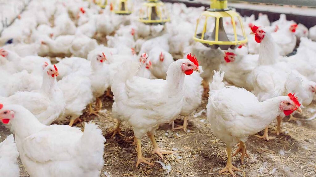 Zimbabwe Poultry Industry Stays Resilient, Meets National Chick Demand Amid El Nino Drought