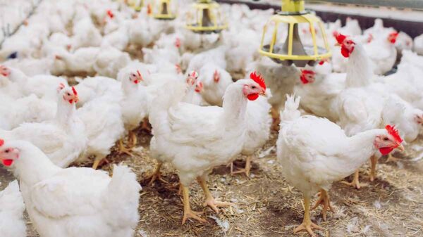 Zimbabwe Poultry Industry Stays Resilient, Meets National Chick Demand Amid El Nino Drought