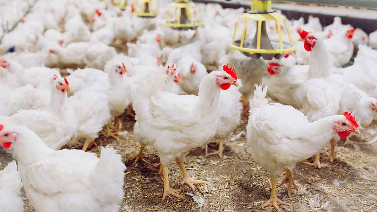 Zimbabwe Poultry Industry Stays Resilient, Meets National Chick Demand Amid El Nino Drought