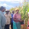 From Drought to Bounty: How Davhe Village Defied the Odds to Harvest 10 Tonnes of Maize