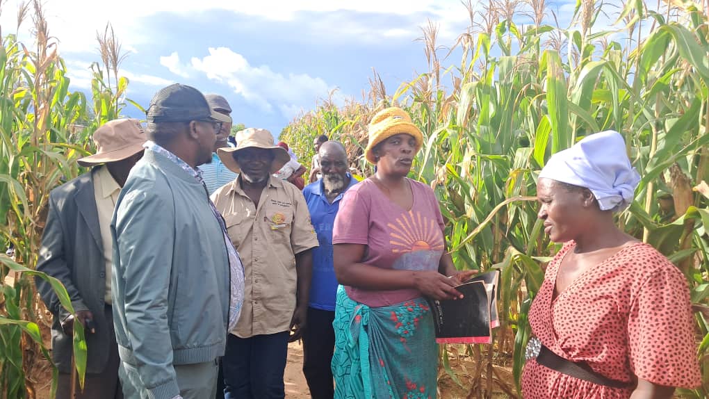 From Drought to Bounty: How Davhe Village Defied the Odds to Harvest 10 Tonnes of Maize