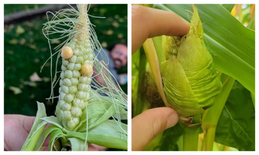 Government Dismisses Rumors of 30-Day Maize Seed