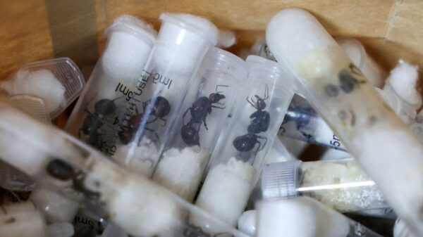 Lornoy David and Seppe Lodewijckx